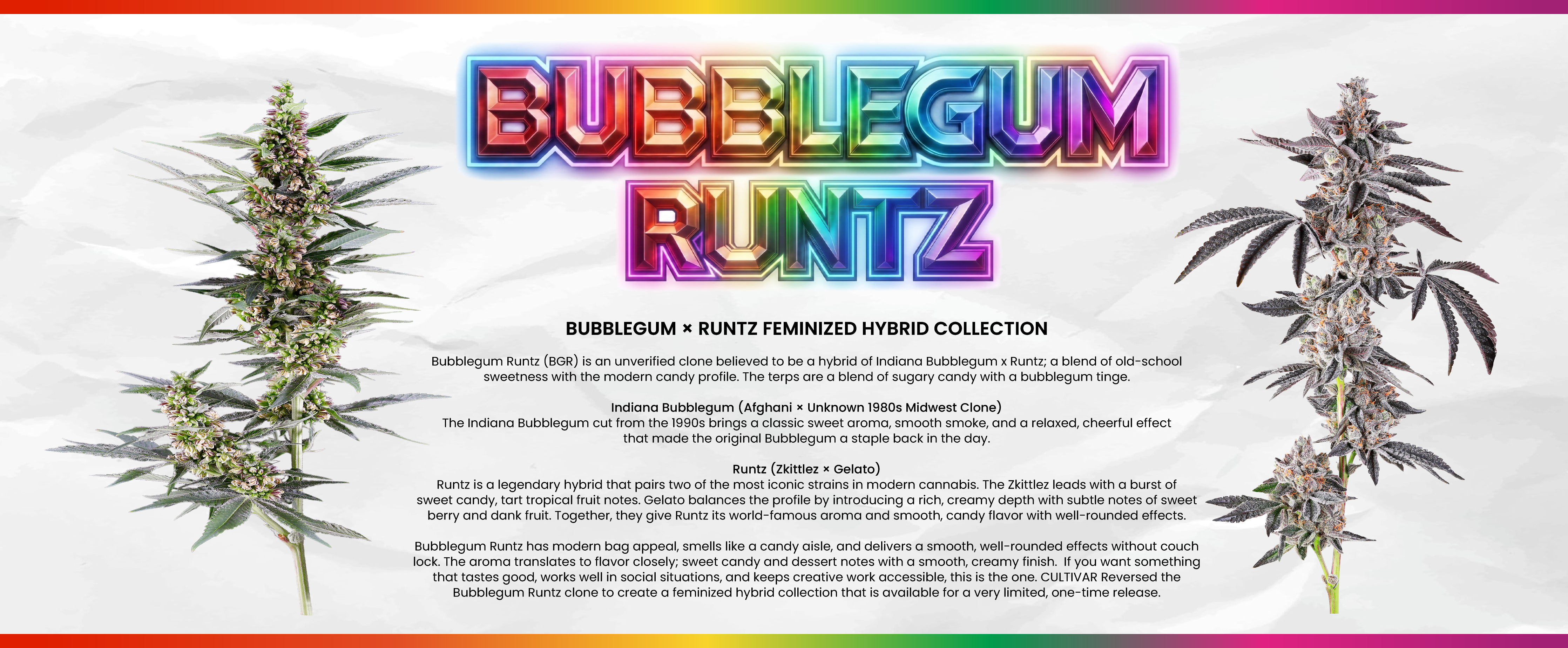 BUBBLEGUM RUNTZ HYBRID COLLECTION